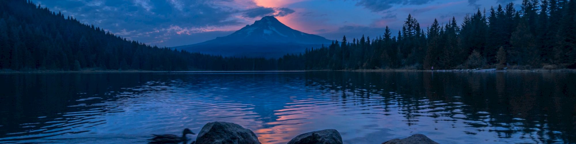 A serene lake at dusk with three rocks in the foreground, a duck swimming, and snow-capped mountains and pine trees in the background.