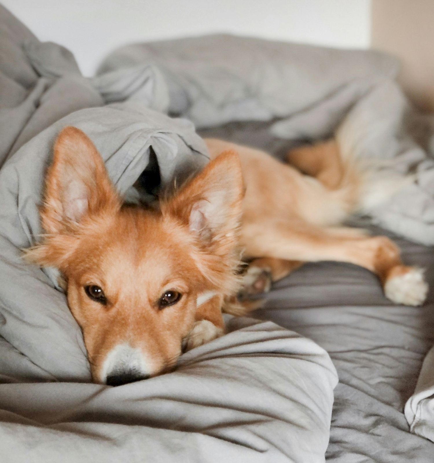 A dog with large ears is lying down on a bed with gray blankets, looking directly at the camera.