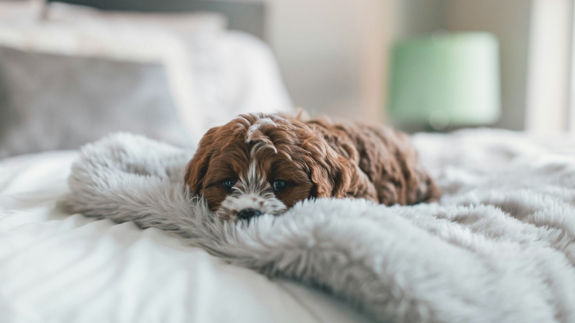 A fluffy brown and white puppy lies on a furry gray blanket on a bed, with a green lamp in the background.