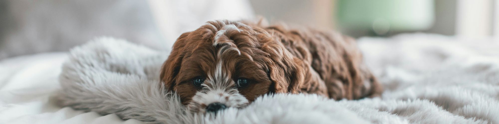 A fluffy brown and white puppy lies on a furry gray blanket on a bed, with a green lamp in the background.