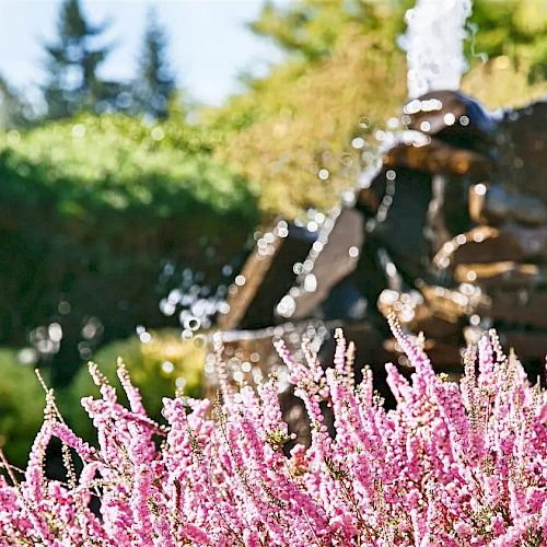 The image shows a close-up of purple flowers with a blurred background of a water fountain and green foliage.